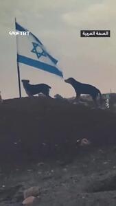  سگ ولگرد پرچم اسرائیل را پاره کرد