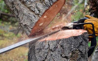 داستان ادامه دار قطع درختان پایتخت