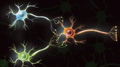  چگونه دانشمندان سلول‌های مغز انسان را به کامپیوتر تبدیل می‌کنند؟ - گیمفا