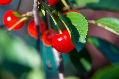  به چند روش می توانیم درخت آلبالو را تکثیر کنیم؟