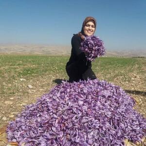  من چنورم؛ دختر سرسخت اورامان|دختر کارآفرین روستای جورآباد چطور با دستان خالی یک روستا را تبدیل به قطب تولید زعفران کرد