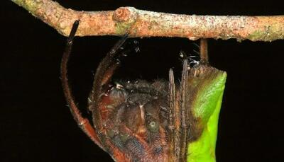 پالتیز؛ حشره‌ای که استاد نیرنگ است! | عکس