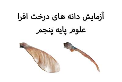  تحقیق در مورد دانه های درخت افرا؛ کدام دانه افرا زودتر به زمین میرسد؟