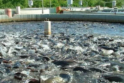 رشد دو برابری اجرای طرح های شیلاتی با همکاری بنیاد برکت