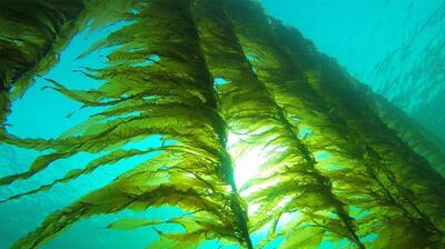  ظرفیت مناسب سیستان و بلوچستان برای تولید جلبک‌های دریایی