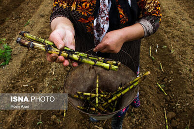  پیش بینی درآمد ۱۸۰ میلیارد ریالی نیشکرکاران گیلان