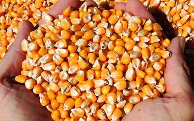 آغاز بارگیری ذرت برای تأمین نهاده‌های دامی در بندر امام خمینی