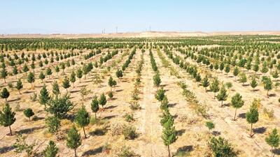  «سمنان» الگوی جهادی کاشت درخت در کشور