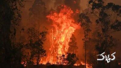 آتش به جان جنگل‌های استرالیا افتاد - مجله اینترنتی کولاک