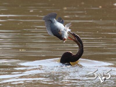 لحظه جالب بلعیدن ماهی توسط مرغ مارگردن | این فیلم ۱۶ برابر کُند شده است - مجله اینترنتی کولاک