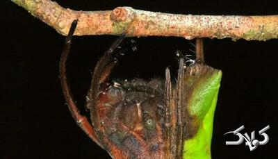 پالتیز؛ حشره‌ای که استاد نیرنگ است! | عکس - مجله اینترنتی کولاک