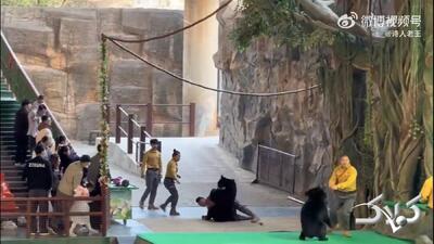 ۴۶ ثانیه فیلم نفس‌گیر از حمله خرس به کارگر باغ‌وحش! - مجله اینترنتی کولاک