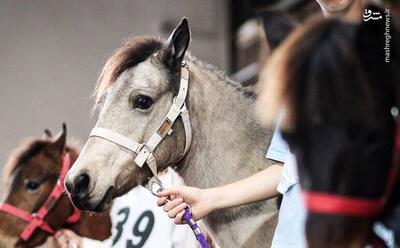 عکس/ جشنواره زیبایی اسب کاسپین در انزلی