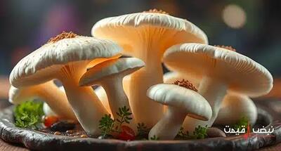 قارچ با قیمتی عجیب بازار سبزیجات را داغ کرد | قیمت قارچ امروز یکشنبه 16 آذر 1404 + جدول قیمت