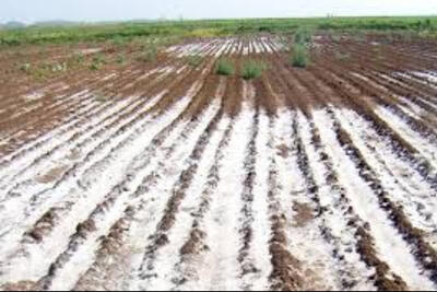 گسترش زمین‌های شور در ایران به 10 میلیون هکتار؛ هشدار نسبت به بحران کشاورزی