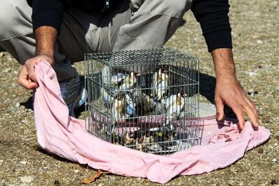 سریال تکراری صید آوازخوانان بی‌صدا