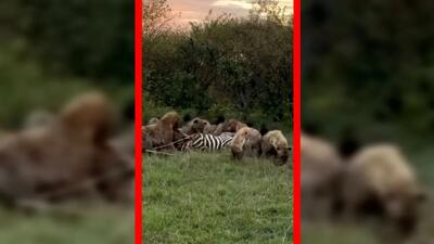  فیلم لاشه خواری کفتارهای گرسنه در حیات وحش
