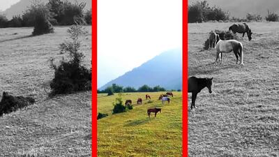  فیلم اسب های آزاد در دشت‌های آلاشت سوادکوه