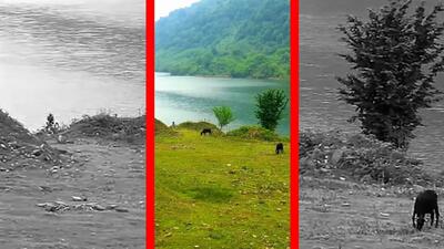  فیلم چراگاه گاوها در سد لفور البرز