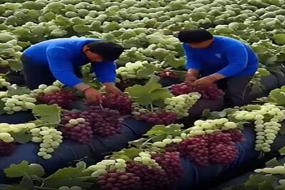  کشاورزی نوین؛ بعد از چند وقت برگشتن روستاشون دیدن زمینشون یه بار انگور داده میلیاردی