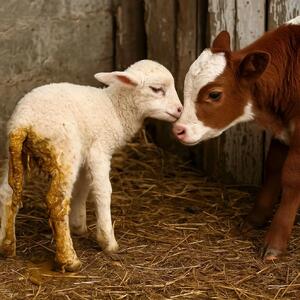 قیمت دام زنده امروز یکشبه ۱۶ آذر ۱۴۰۴ + جدول