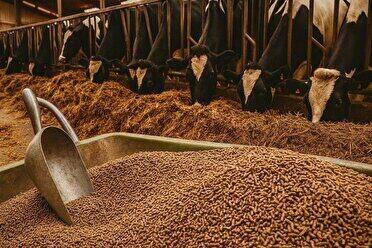  توزیع گسترده ۱۴ هزار و ۶۰۰ تن نهاده دامی در خراسان رضوی