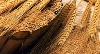  خودکفایی100درصدی استان اصفهان در تامین پایه‌بذری‌ گندم و جو  در سال زراعی 1404-1403