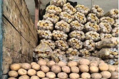  کشف بیش از ۸۰ تُن سیب زمینی احتکاری در ابهر