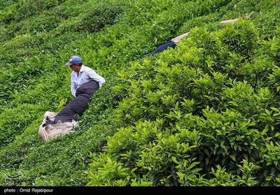 پژوهشکده چای لاهیجان با آموزش و تحقیق، تاب‌آوری باغات چای را افزایش می‌دهد - تسنیم
