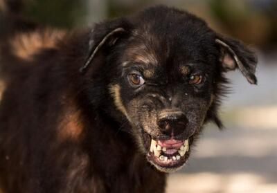 هاری در پایگاه صهیونیست‌ها؛ تحقیقات گسترده ارتش اسرائیل درباره توله‌سگ مرگبار - تسنیم