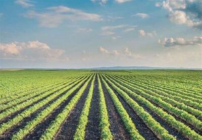 توزیع 3 هزار تن کود فسفات و پتاسیم در سمنان به‌صورت عادلانه - تسنیم