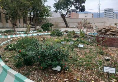 بانک ژنتیکی گیاهی ایلام در خطر انقراض ‌قرار دارد - تسنیم