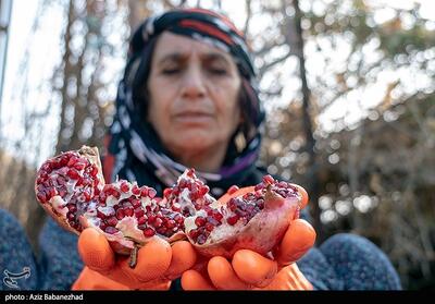 داستان هزار ساله انار لرستان/ روایت دیرینه‌ترین زیست‌بوم زاگرس در قاب میوه سرخ   تصاویر - تسنیم
