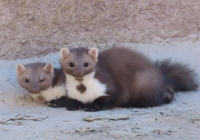 ثبت نخستین مشاهده سمور سنگی در فردوس - تسنیم