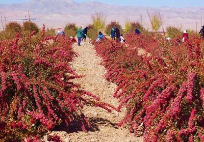  افزایش ۱۰ درصدی برداشت زرشک در استان کرمان 