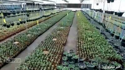  گلخانه‌ای دانش بنیان در گلستان + فیلم
