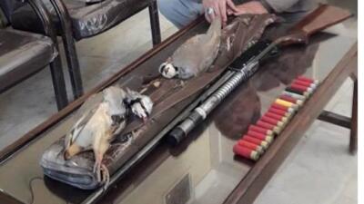  دستگیری شکارچیان غیرمجاز کبک در بیجار