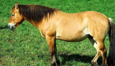  گوناگون/ دلیل ایستاده خوابیدن اسب ها چیست؟!