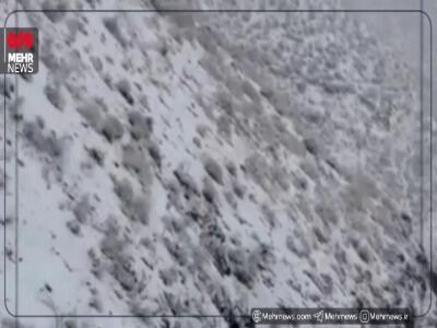 فیلم/ بارش برف در جاده کندوان