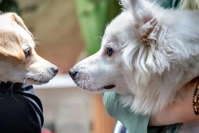 چه بیماری‌هایی ممکن است از حیوانات خانگی به انسان سرایت کند؟