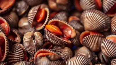  غذای محبوب خیابانی در بوسان با صدف و اختاپوس (فیلم)