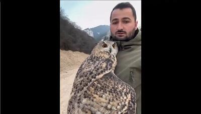  نمای نزدیک و حیرت‌انگیز از جغد شاه‌بوف (فیلم)