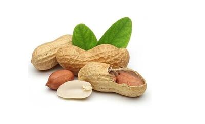  بادام‌زمینی؛ خوراکی ساده با قدرت شگفت‌انگیز تقویت حافظه