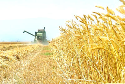 تهدید تولید گندم با کاهش بارش‌ها