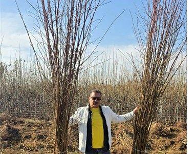  شوک به بازار باغداری؛ عرضه نهال‌ هایی که نیاز به سمپاشی ندارند!