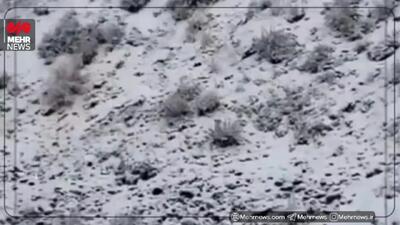  جاده کندوان سفید پوش شد + فیلم