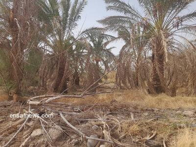 فریاد بی‌آبی در طرز | خرماها در سکوت مسئولان خشک شدند |  انصاف نیوز