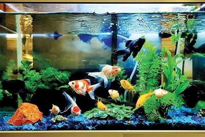 اورژانس: یک خانم با ۱۱۵ تماس گرفته و با گزارش علائم «کاهش هوشیاری»، درخواست اعزام فوری نیرو کرده، اما به کارشناس اعزامی گفته به دلیل قطع برق، اکسیژن آکواریوم قطع شده و ماهی‌ها حال خوبی ندارند/ او از اورژانس خواسته برای «اکسیژن‌رسانی به ماهی‌ها» اقدام کند