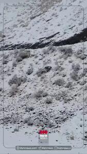  بارش برف در جاده چالوس