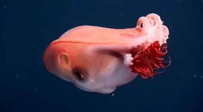 هشت‌پای هفت‌دست؛ هیولای ژله‌ای اعماق دریا!